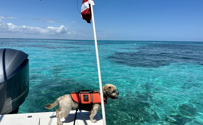 Snorkeling Picture